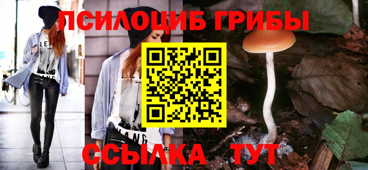 купить   Вход с VPN  Губкинский  Псилоцибиновые грибы Psilocybe 